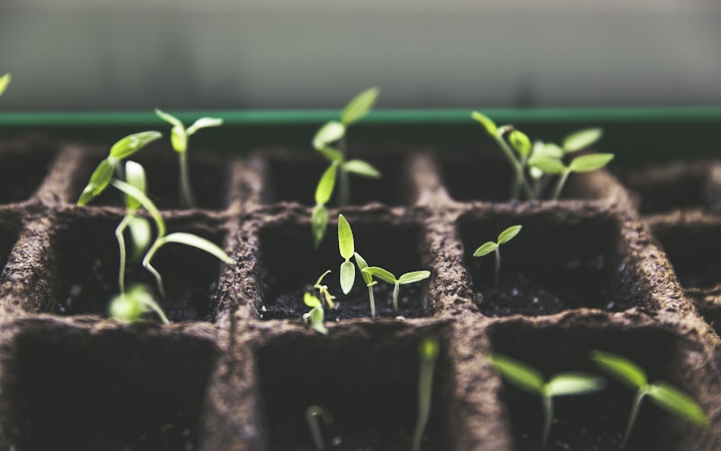 Shovels, rakes, hoses, wheelbarrows in a garden setting